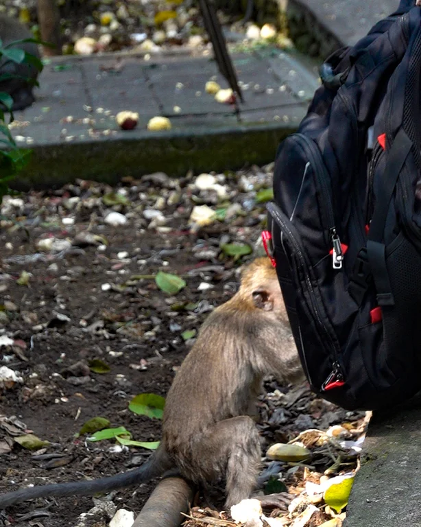 Un macaco curioso intentando abrir la cremallera de una mochila en el Monkey Forest.