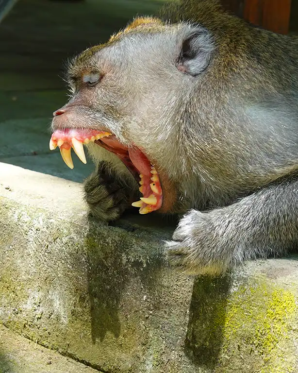 Macaco de cola larga mostrando los dientes en actitud defensiva en el santuario de Ubud.