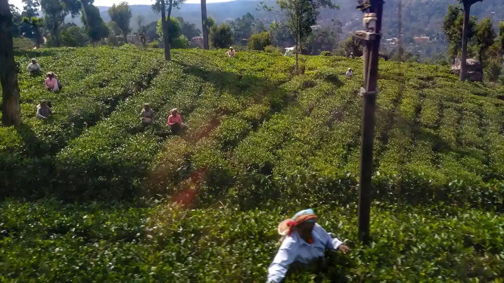 Trabajadores entre plantaciones de té en las tierras altas de Sri Lanka.