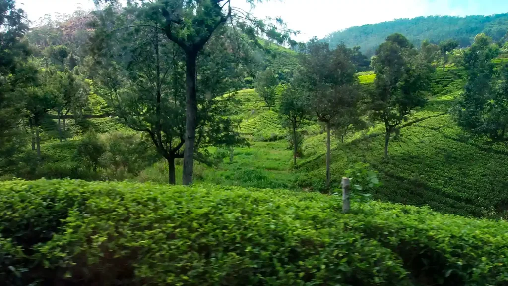 Plantaciones de té vistas desde el tren en Sri Lanka.